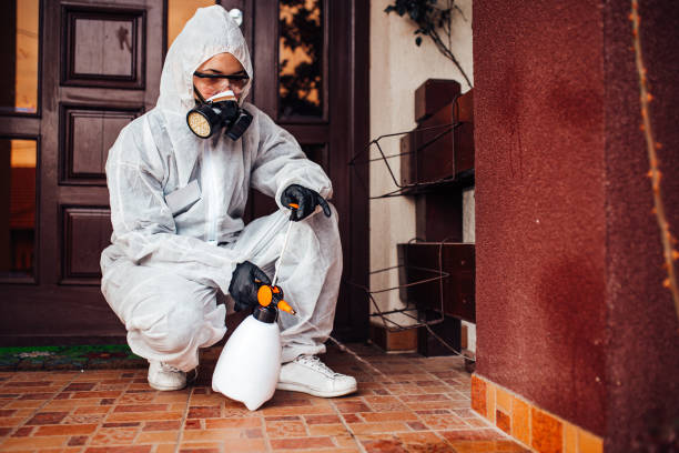 Reliable Wasp Removal contractor in Parsippany, NJ by Show Me Pest Control